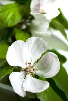 white quince blossom with green leaves