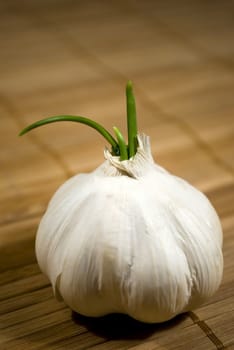 sprouting garlick on wooden background texture