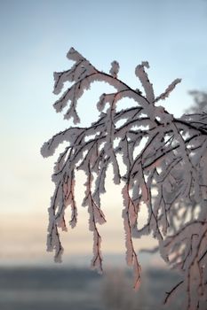 tree branch in the crystals of snow against the blue winter sky