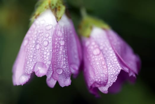 purple flowers covered with dew