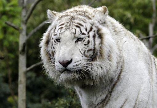 a white tiger in a zoo
