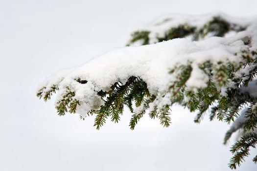 Spruce twig in the snow-white against a blue background