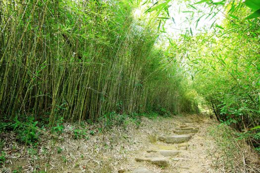 Green Bamboo Forest -- a path leads through a lush bamboo forest in Taiwan 