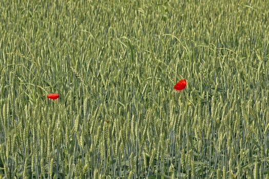 Two red poppy flowers in green wheat field