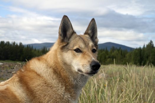 The dog Laika on the background of the forest. Summer.