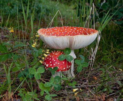 Two mushroom in the green grass.