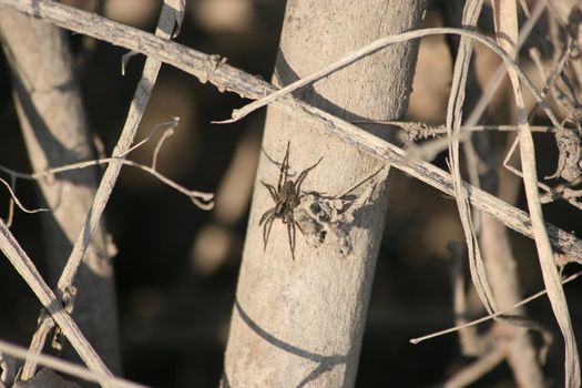 Wolf spider (Pardosa lugubris) on a  branch