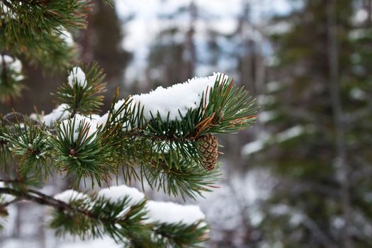 Pine branch with a pinecone on the background of a winter forest