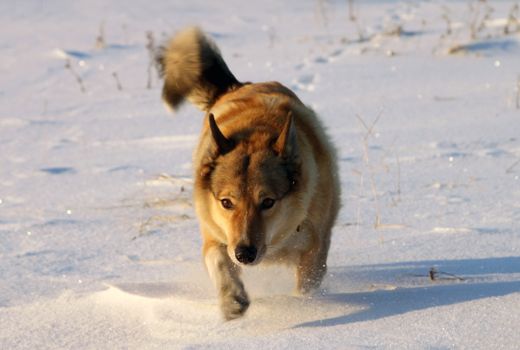 The dog pursues prey on snow
