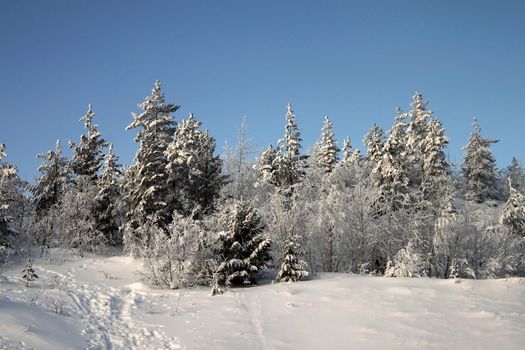 Winter landscape in the woods on a snowy hill