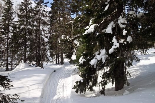 Winter landscape in the woods on a sunny day