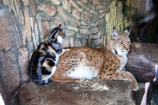 Friendship cats and bobcats at the zoo St. Petersburg
