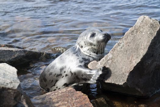 Belek baby harp seal Pagophilus groenlandicus in the White Sea, Gulf Kadalakshskom