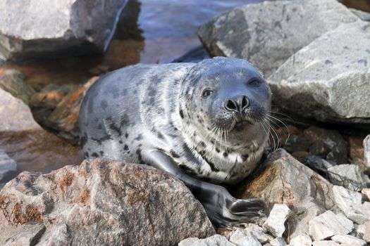 Belek baby harp seal Pagophilus groenlandicus in the White Sea, Gulf Kadalakshskom