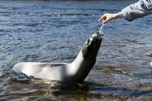 The girl fed the seals at Kandalaksha Bay, White Sea