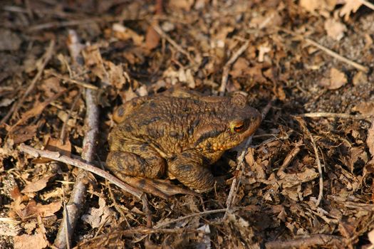 Ccommon toad (Bufo bufo) in early spring shortly after leaving  their winter hiding