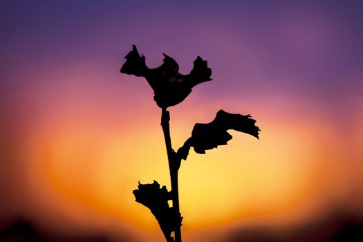 Branches with leaves on the background of red sunset