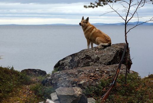 Red-haired hunting dog Laika on the background of the sea