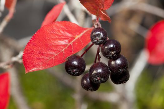 Black chokeberry (Aronia melanocarpa) against the background of red foliage