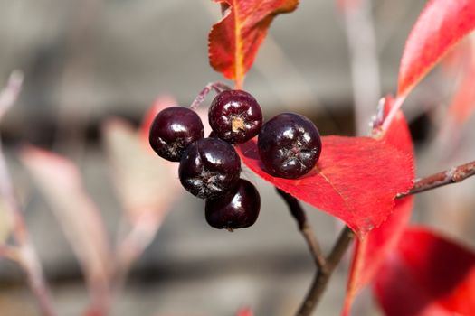 Black chokeberry (Aronia melanocarpa) against the background of red foliage