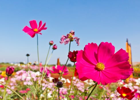 Cosmos flower garden and blue sky