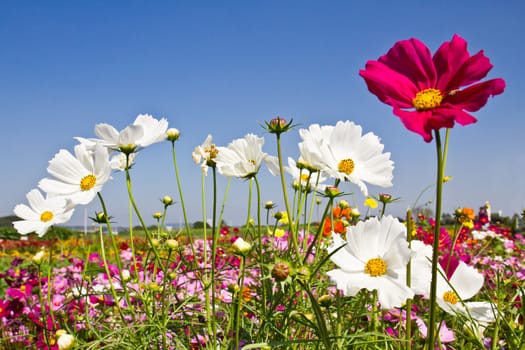 Cosmos flower garden and blue sky