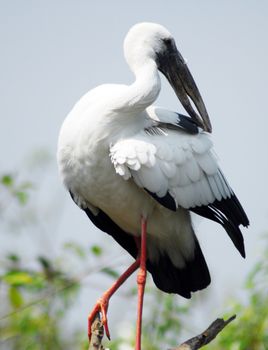 isolated shot of Black white openbill stork bird