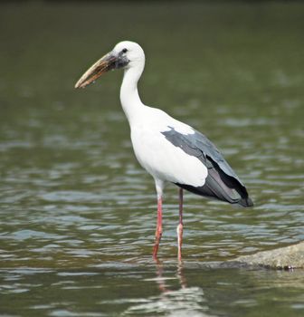 isolated shot of Black white openbill stork bird