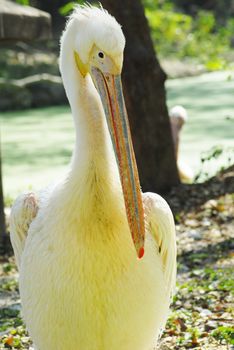 isolated shot of white migratory pelican bird