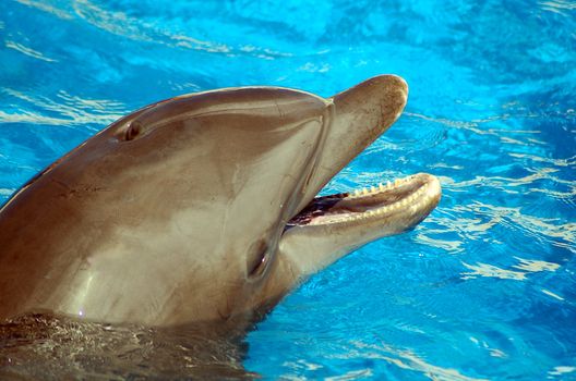 an isolated shot of a Dolphin Fish in water
