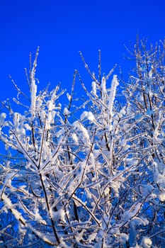 Snowy trees before blue sky 