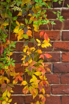 Brickwall and colorful Virginian creeper in autumn