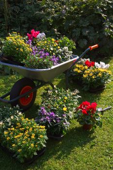 Wheelbarrow and trays with new plants - preparing for planting new plants in the garden on early September morning