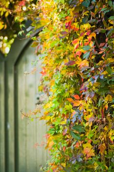 Painted wooden door with colorful Virginian creeper in autumn - vertical