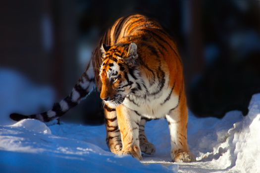 Amur Tiger on white snow during cold winter 