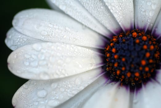 an isolated shot of white African Daisy flower with dewdrops