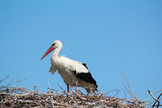 white stork in nest