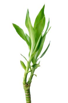 Green bamboo sprout Isolated on white background.