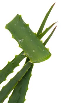 Aloe vera leaves isolated on white background.