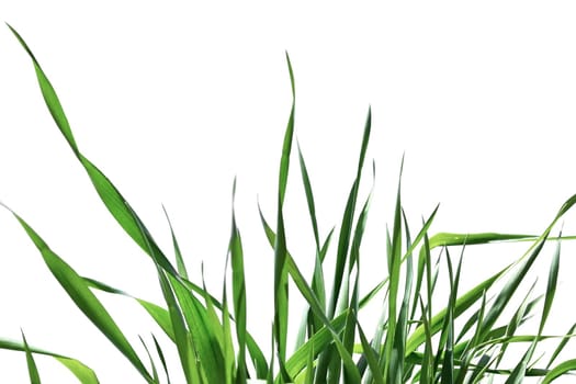 Green grass isolated on the white background