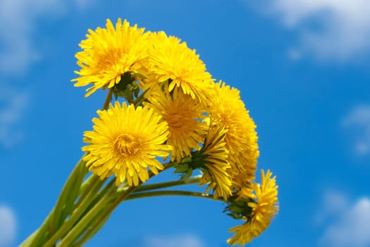 A bouquet of yellow dandelion flowers on a background of a blue sky with clouds