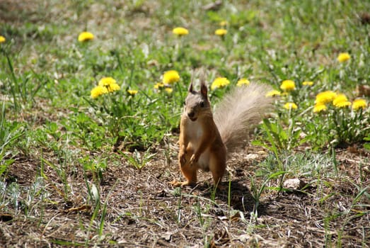 Squirrel  costs on a background of a grass