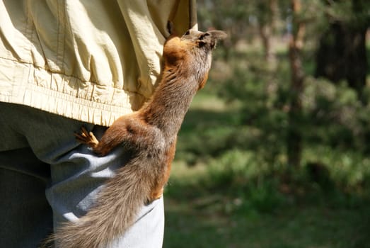 Squirrel climbs in a pocket and gets nuts