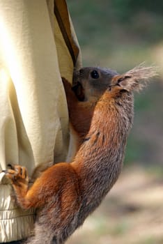 Squirrel climbs in a pocket and gets nuts