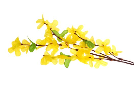 Forsythia flowers photo on the white background