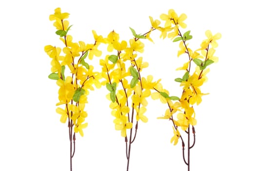 Forsythia flowers photo on the white background