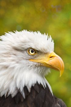 Bald eagle or Haliaeetus leucocephalus in side angle view