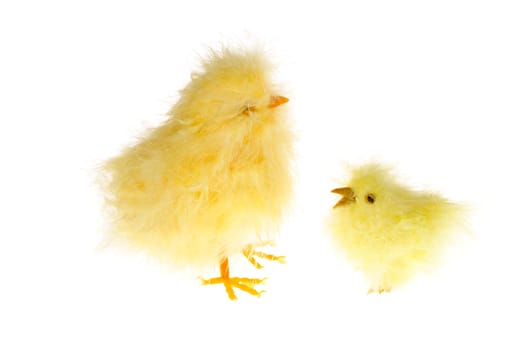 yellow chicklings photo on the white background