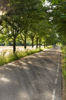 Country road on early morning in spring with lonesome racing cyclist - vertical