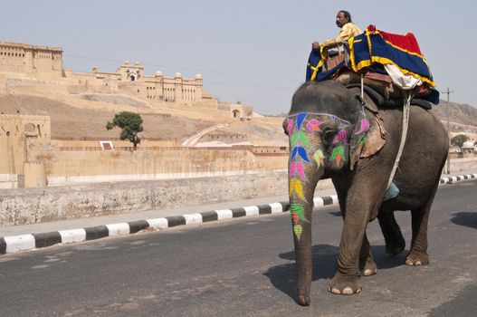 Decorated elephant on the road at Amber Fort in Jaipur, Rajasthan, India.